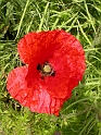 Common poppy flower - A